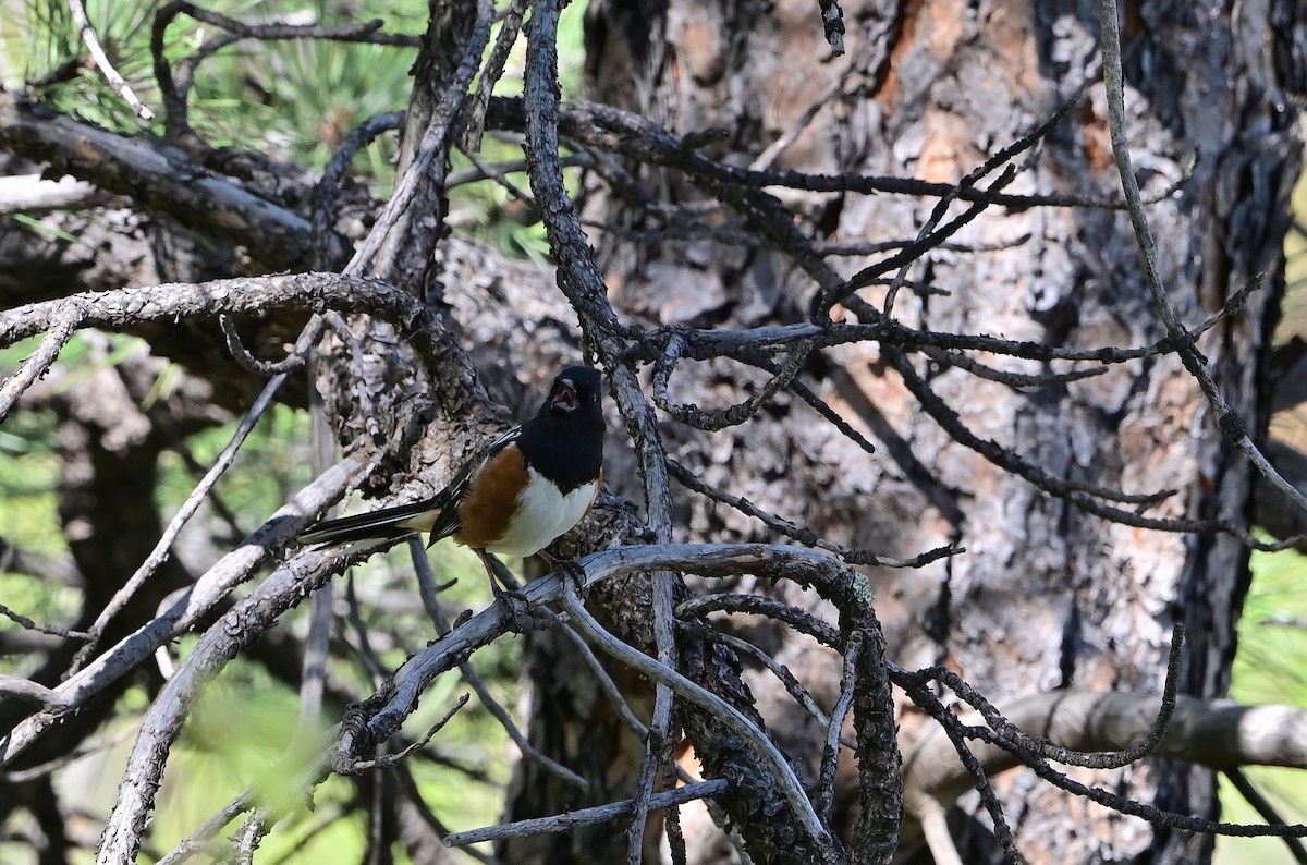 Spotted Towhee - ML636439812