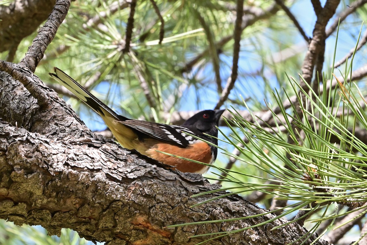 Spotted Towhee - ML636439813