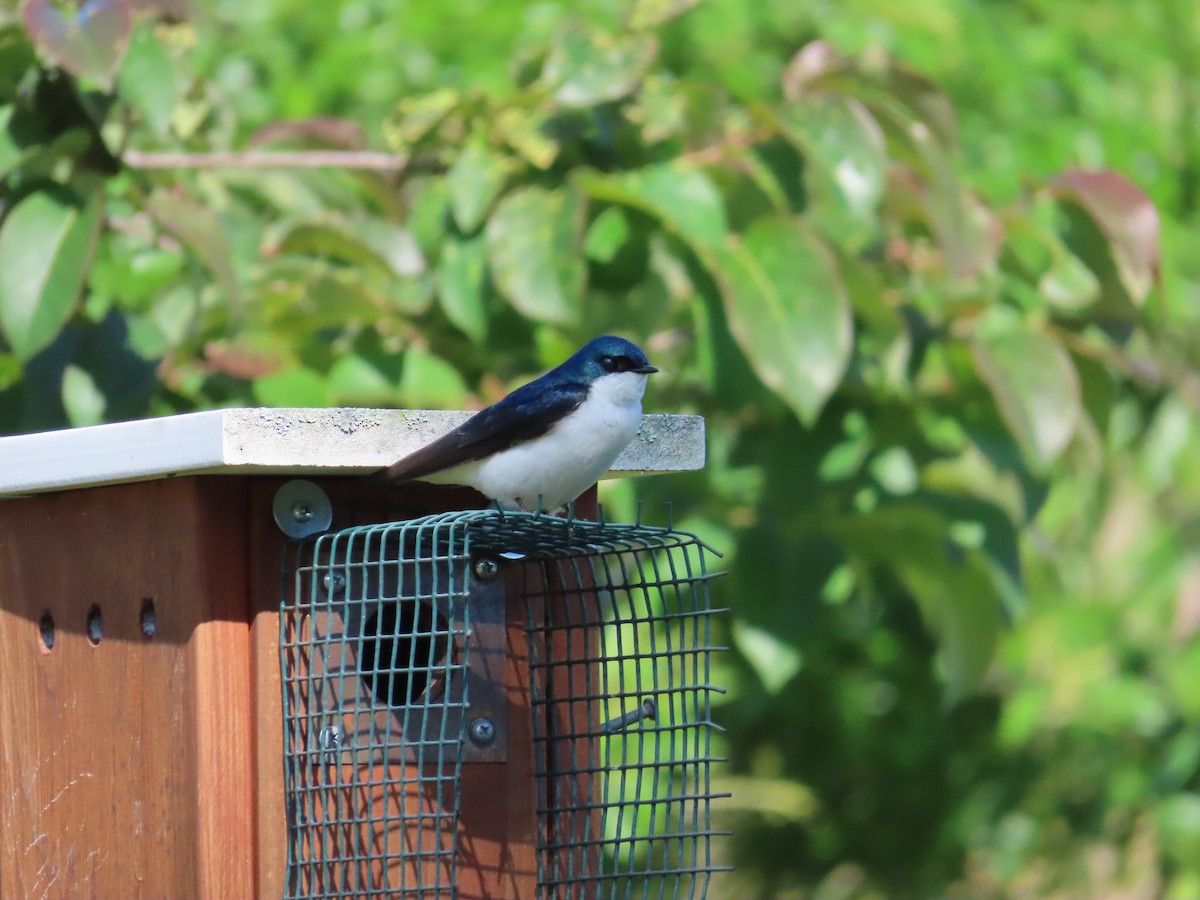 Tree Swallow - ML636439878
