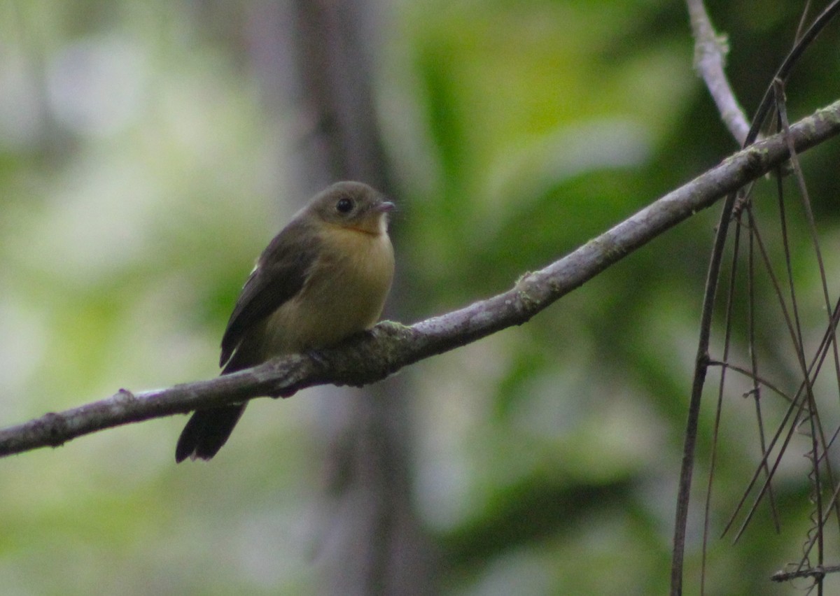 Black-tailed Flycatcher - ML636439904