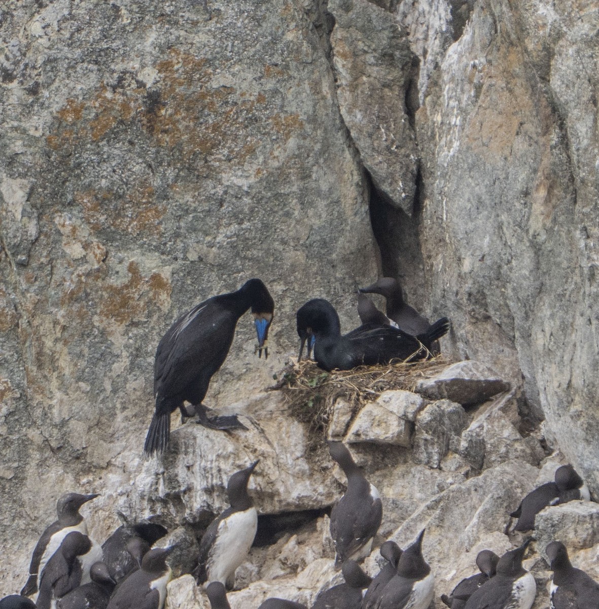 Brandt's Cormorant - ML636439907