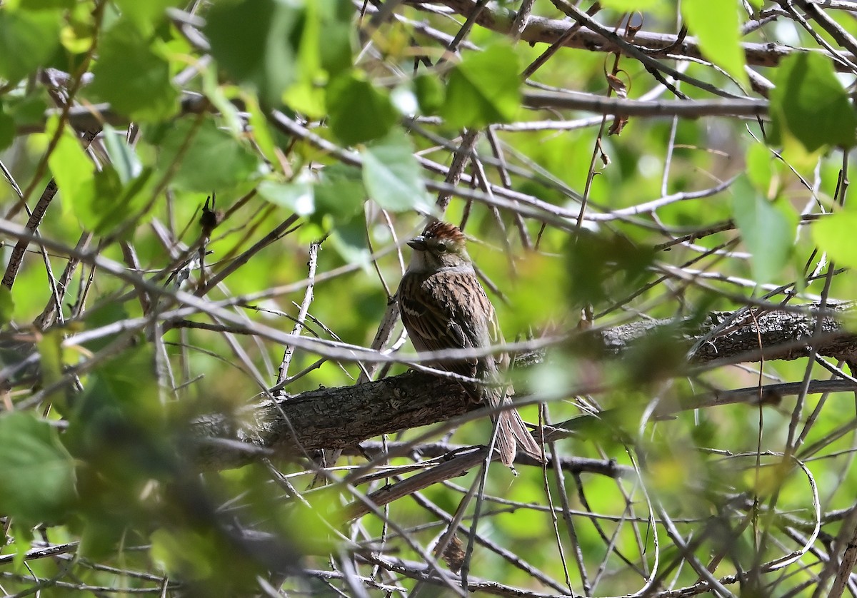 Chipping Sparrow - ML636439955