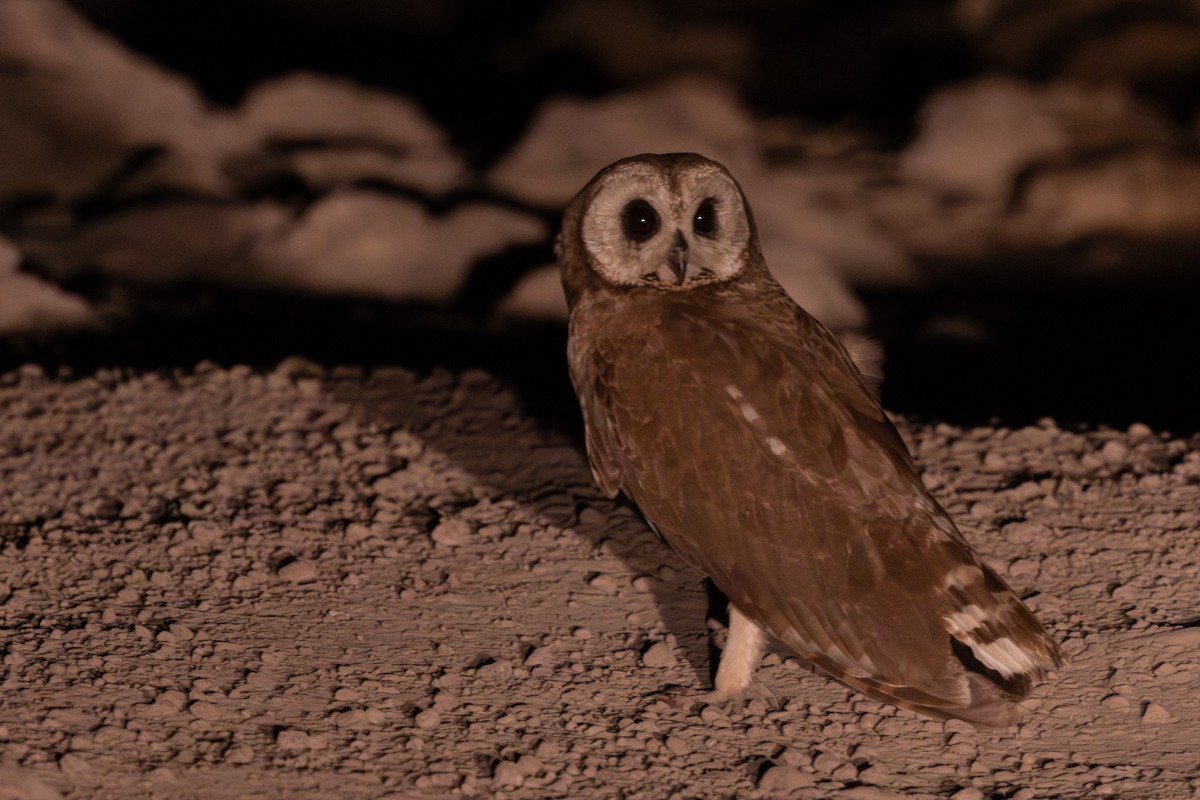 Marsh Owl - ML636439988