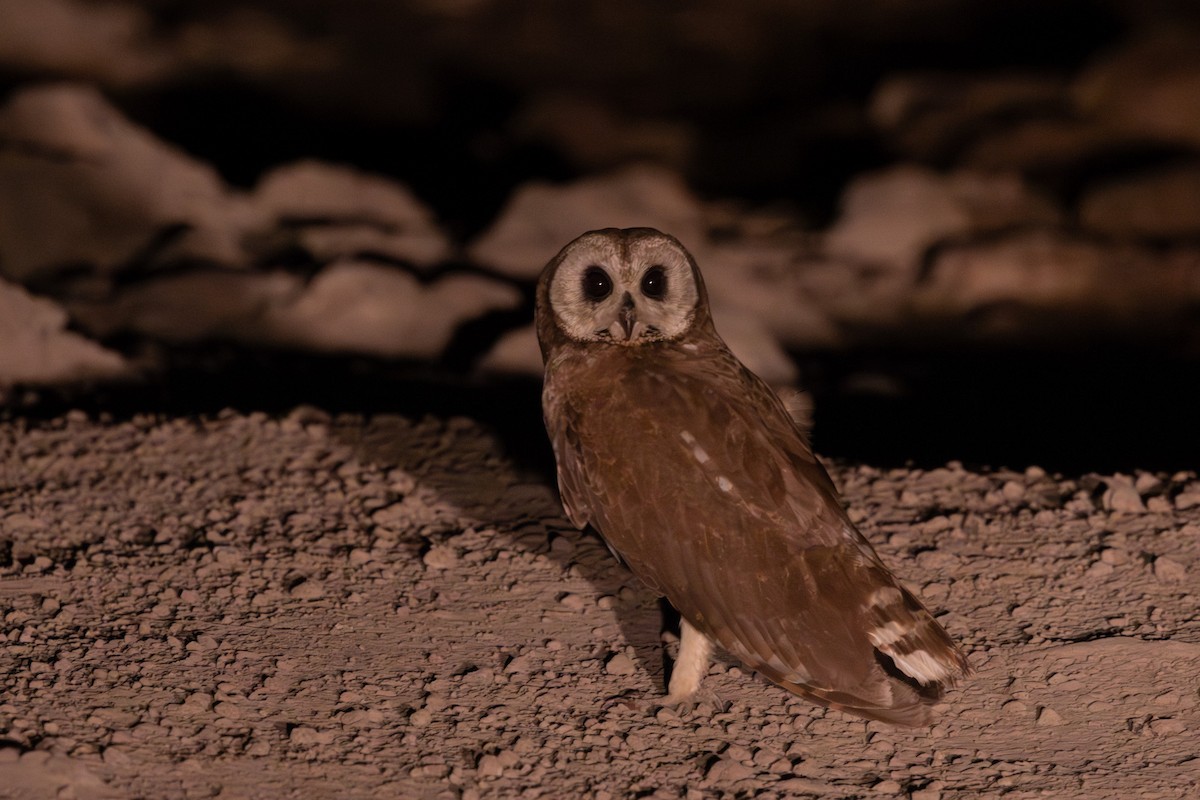 Marsh Owl - ML636439989