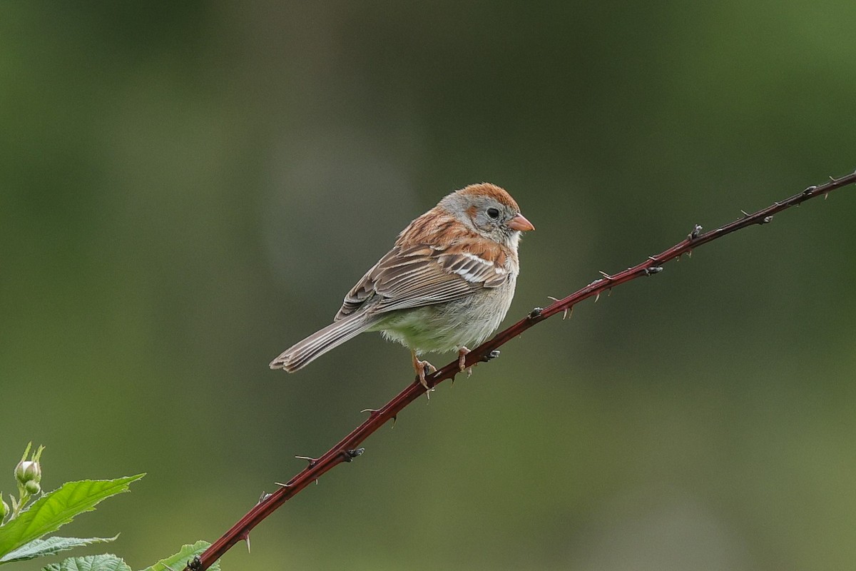 Field Sparrow - ML636440026