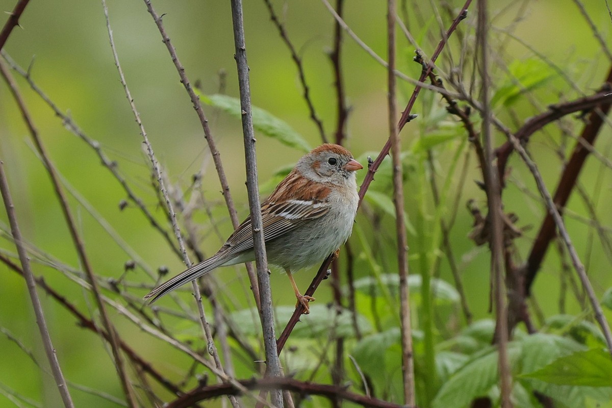 Field Sparrow - ML636440027