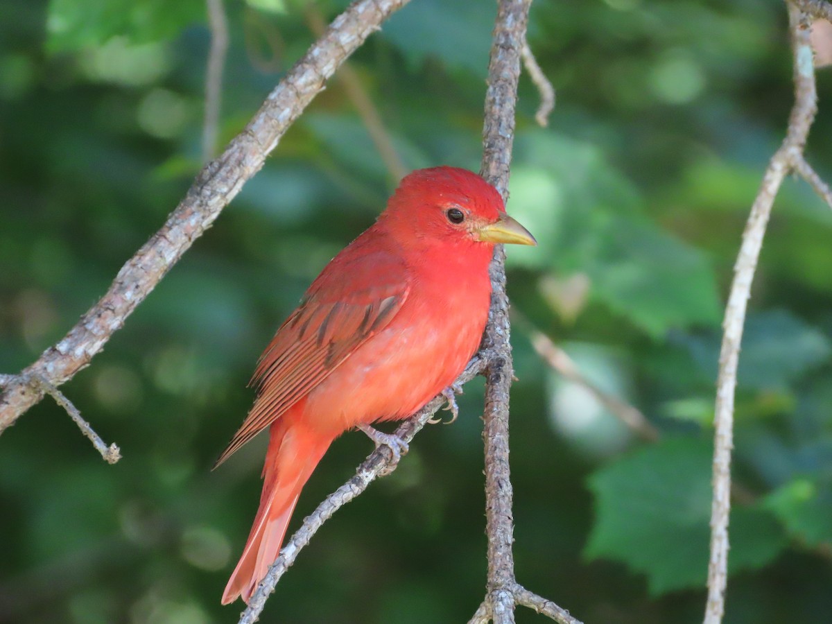 Summer Tanager - ML636440046