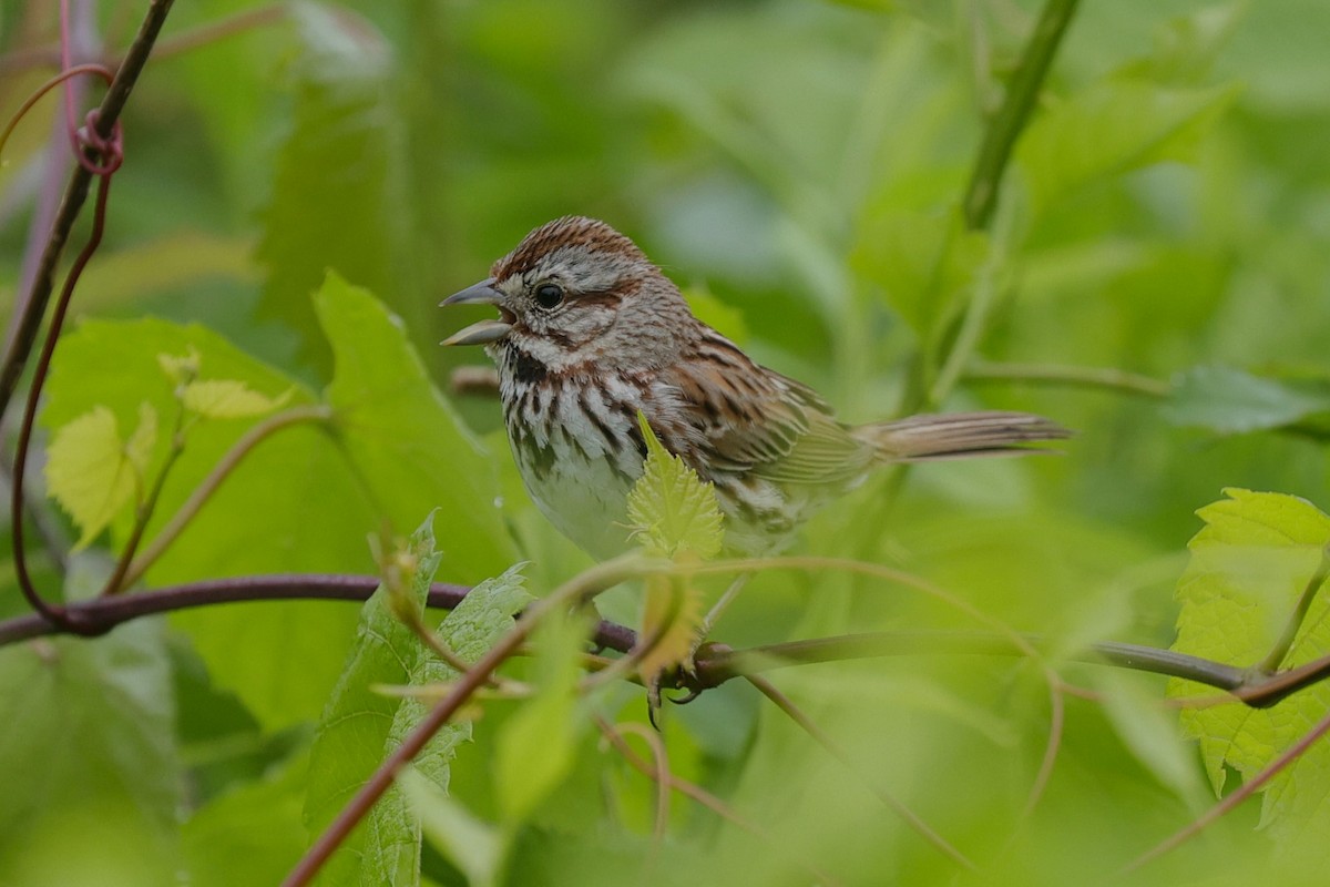 Song Sparrow - ML636440058