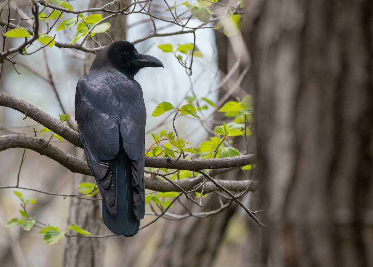 Large-billed Crow - ML636440071