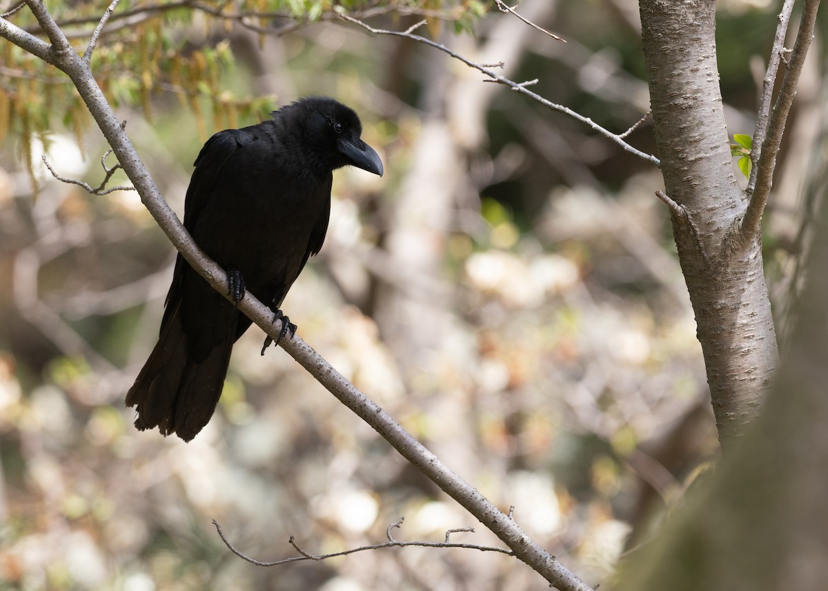 Large-billed Crow - ML636440072