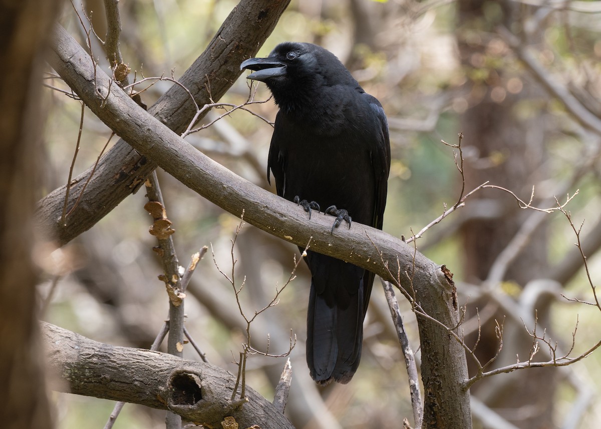 Large-billed Crow - ML636440073