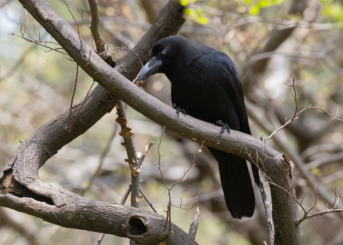 Large-billed Crow - ML636440074