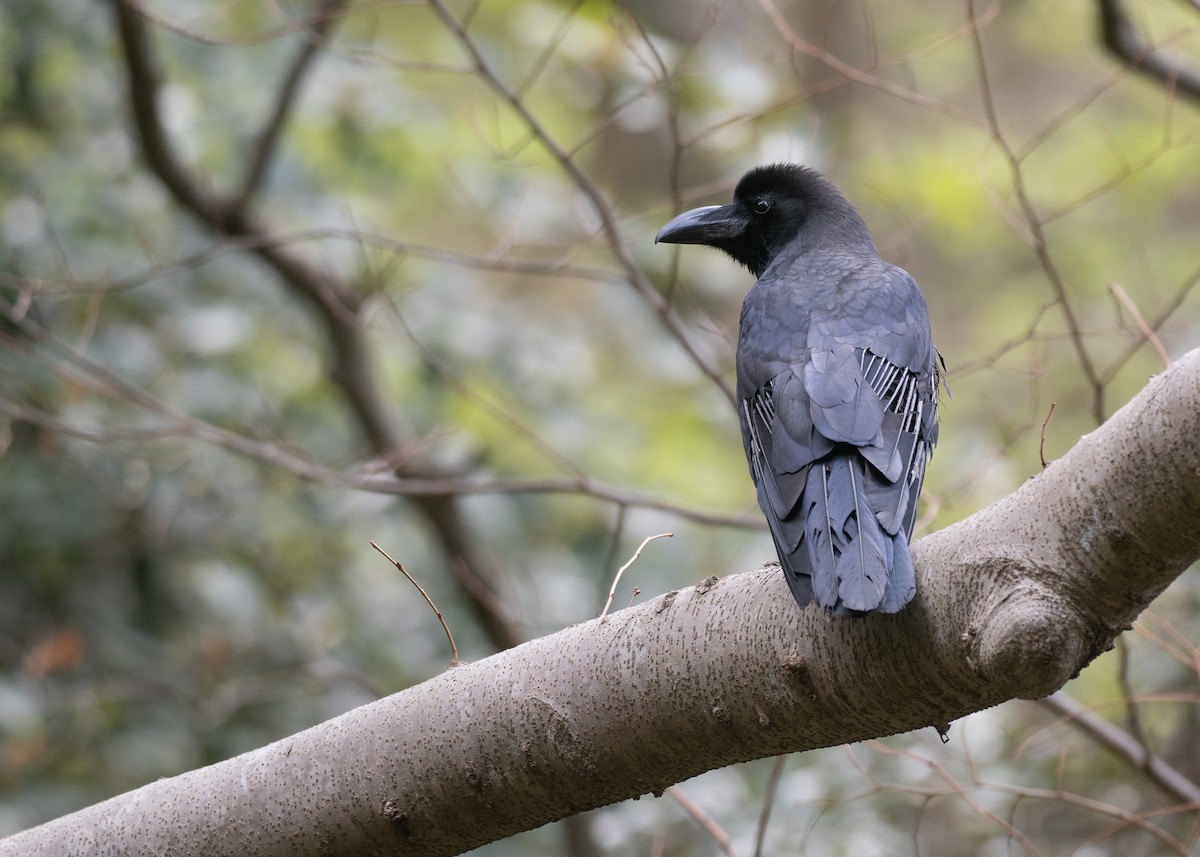 Large-billed Crow - ML636440075