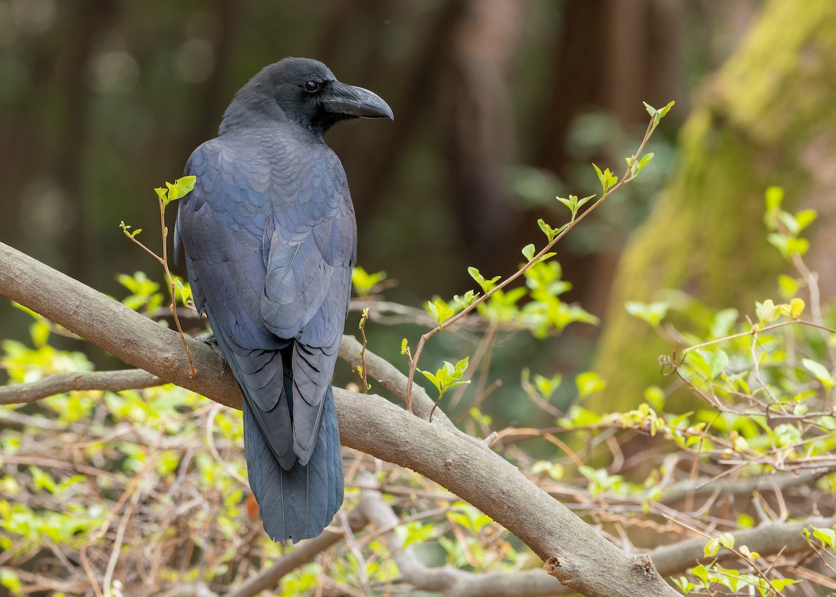Large-billed Crow - ML636440076