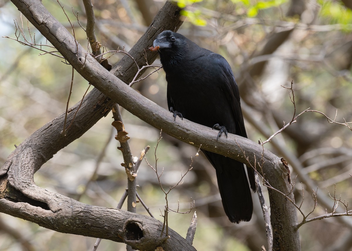 Large-billed Crow - ML636440077