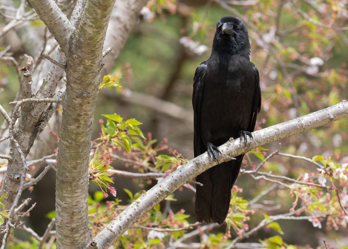 Large-billed Crow - ML636440079