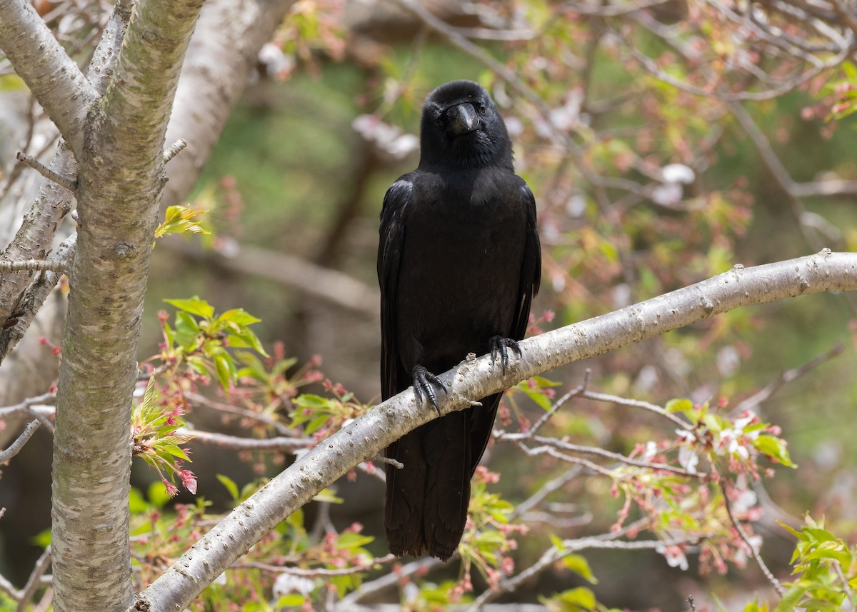 Large-billed Crow - ML636440080