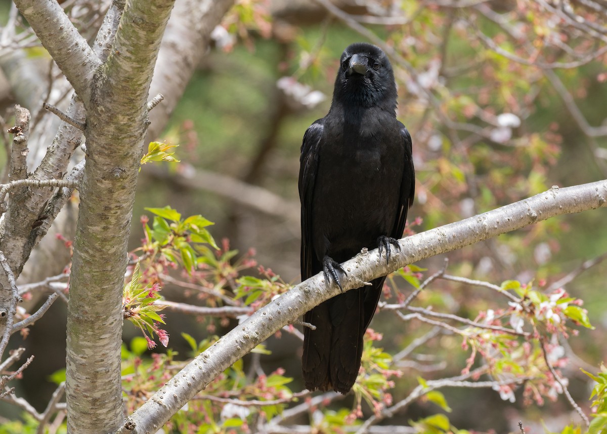 Large-billed Crow - ML636440081