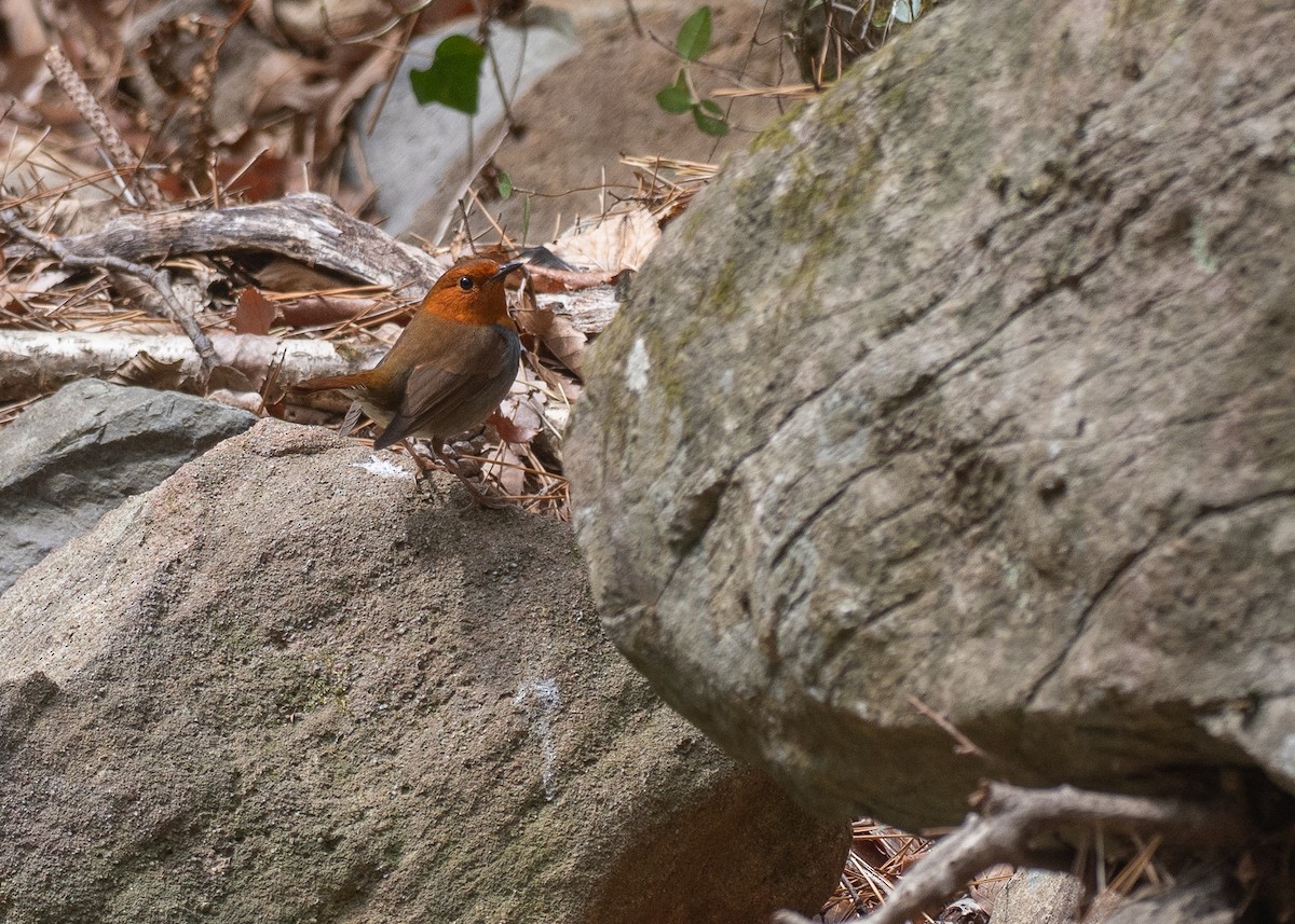 Japanese Robin - ML636440101