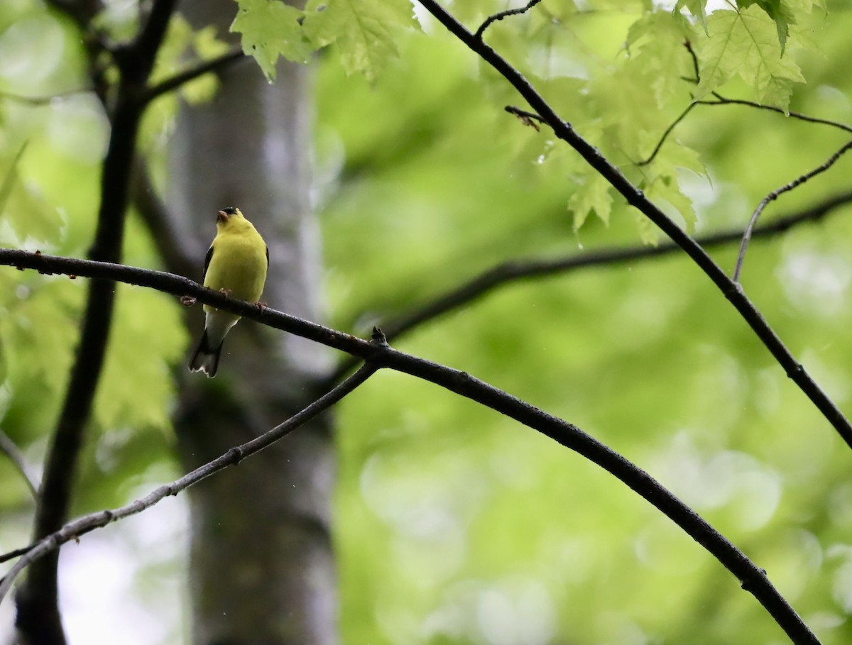 American Goldfinch - ML636440336