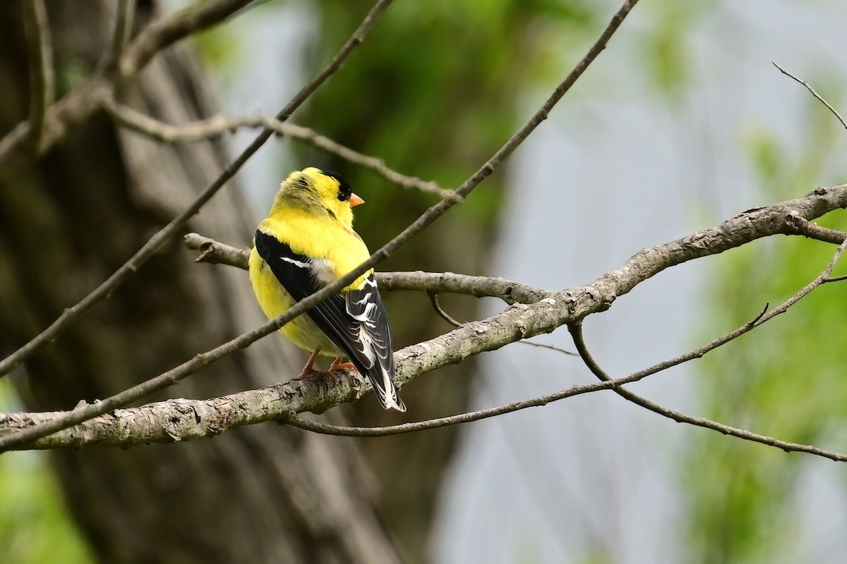 American Goldfinch - ML636440383