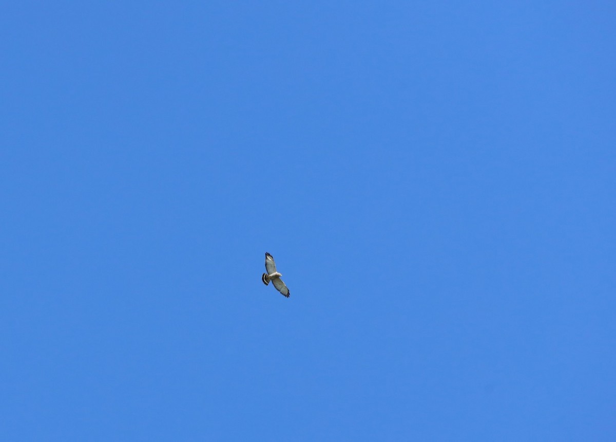 Broad-winged Hawk - ML636440424