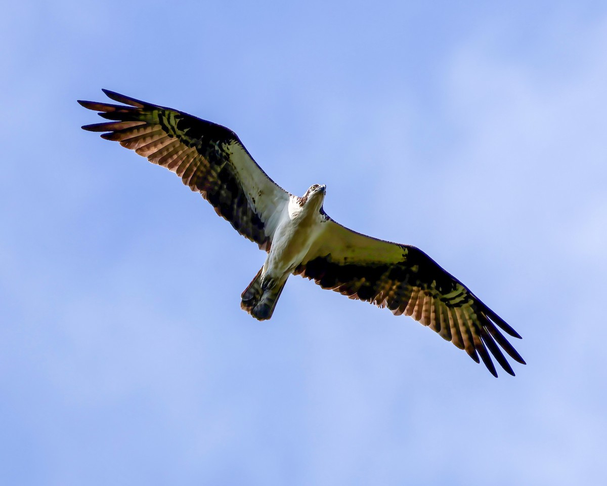 Osprey - ML636440454