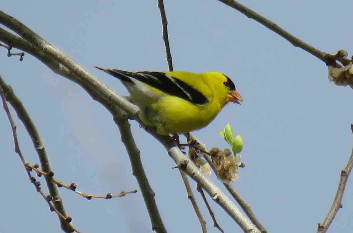 American Goldfinch - ML636440462