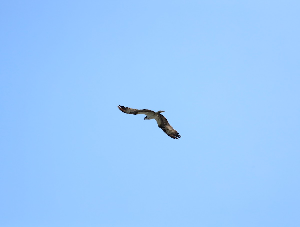 Osprey - ML636440537