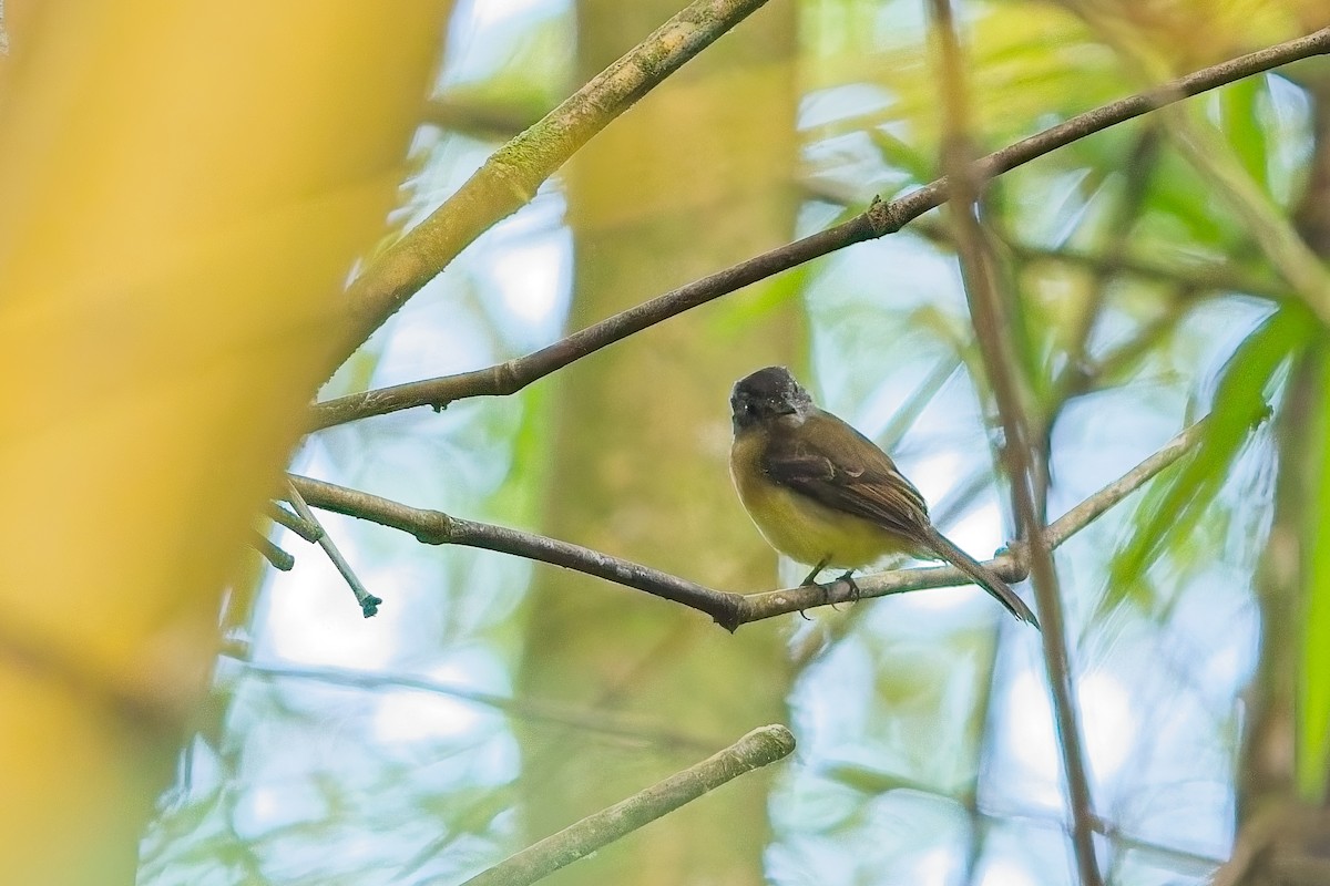 Tawny-chested Flycatcher - ML636440587