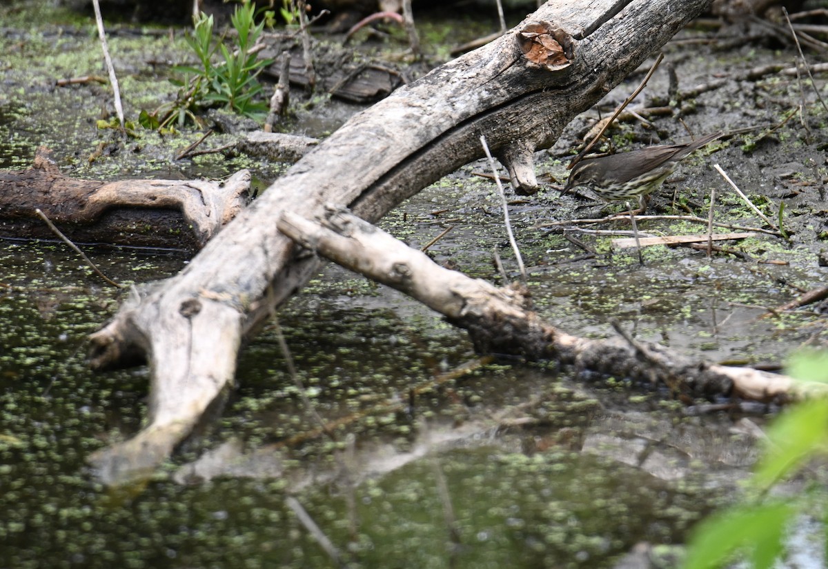 Northern Waterthrush - ML636440621