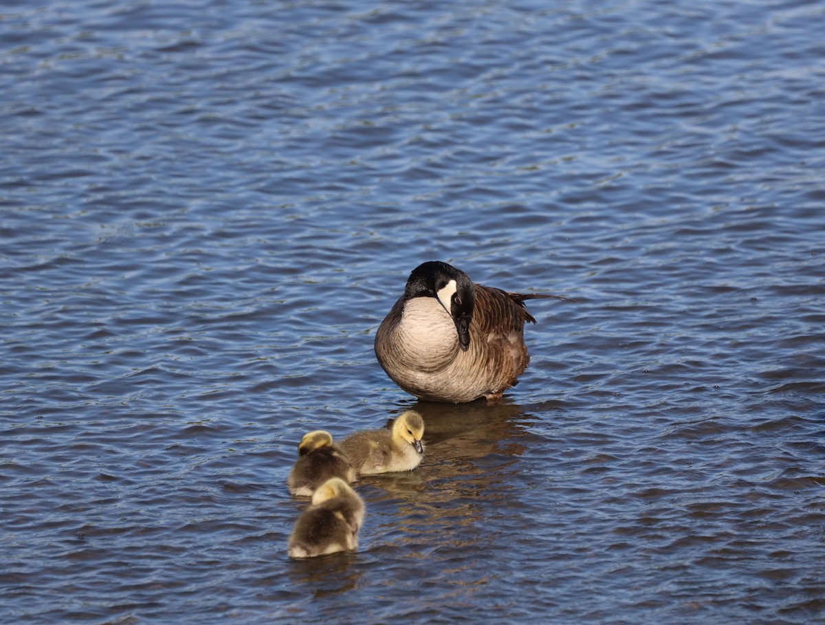 Canada Goose - ML636440630