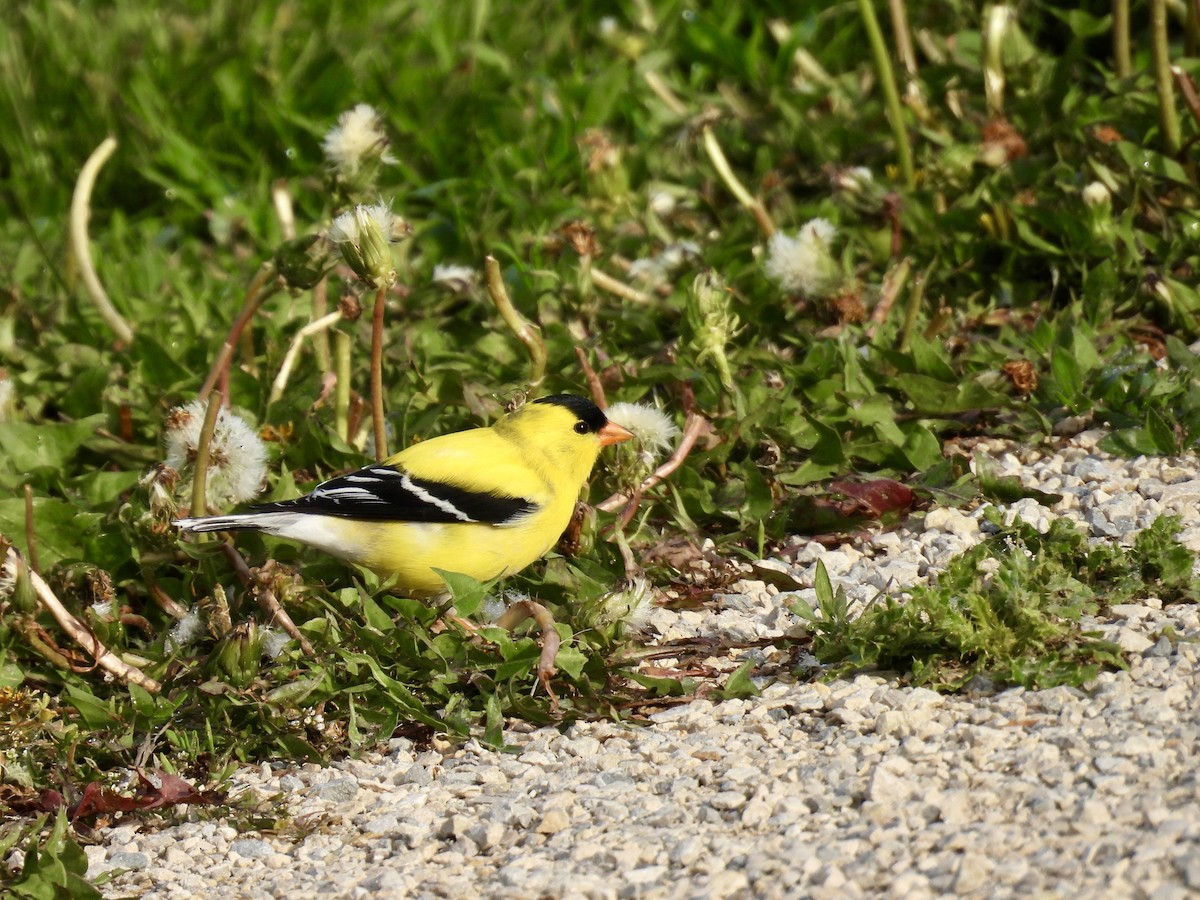 American Goldfinch - ML636440631
