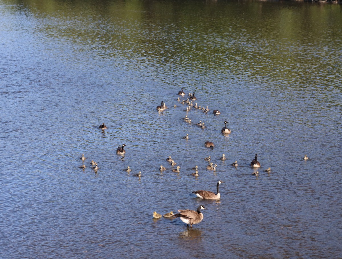 Canada Goose - ML636440735