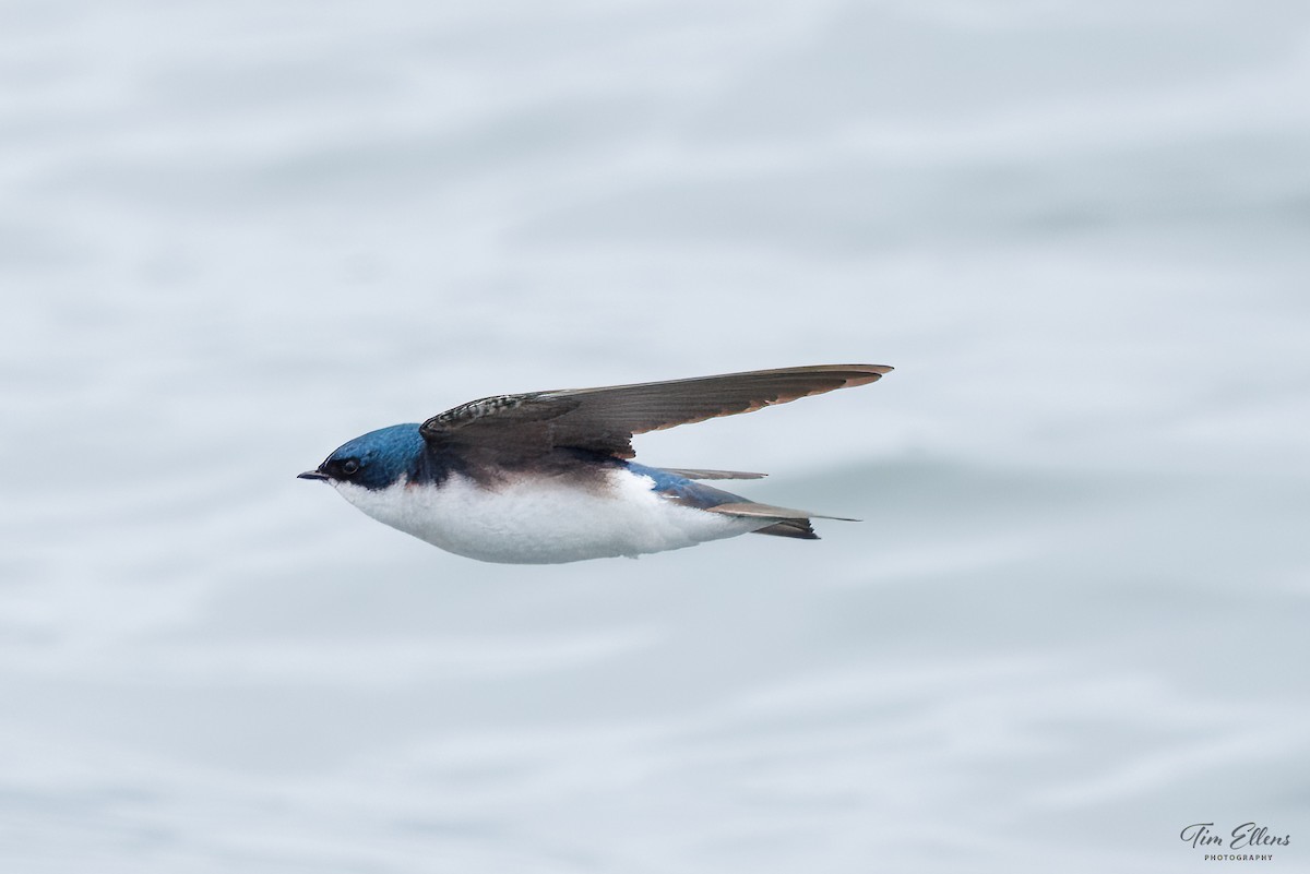 Tree Swallow - ML636440855
