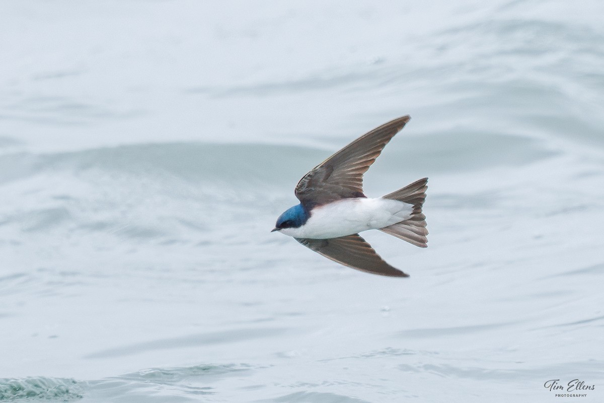 Tree Swallow - ML636440856