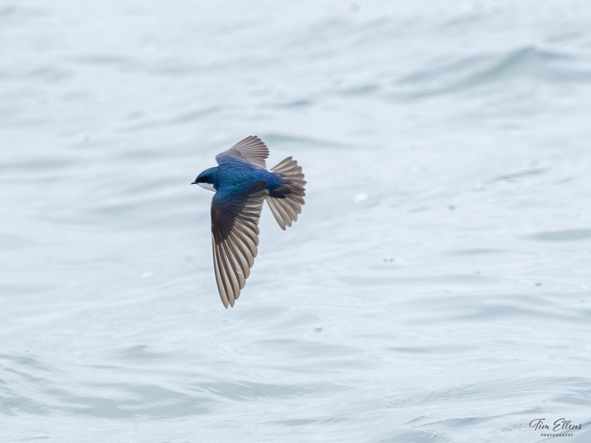 Tree Swallow - ML636440857
