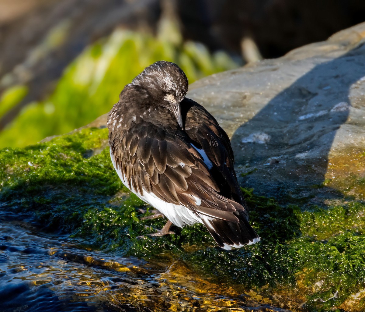 Black Turnstone - ML636440881