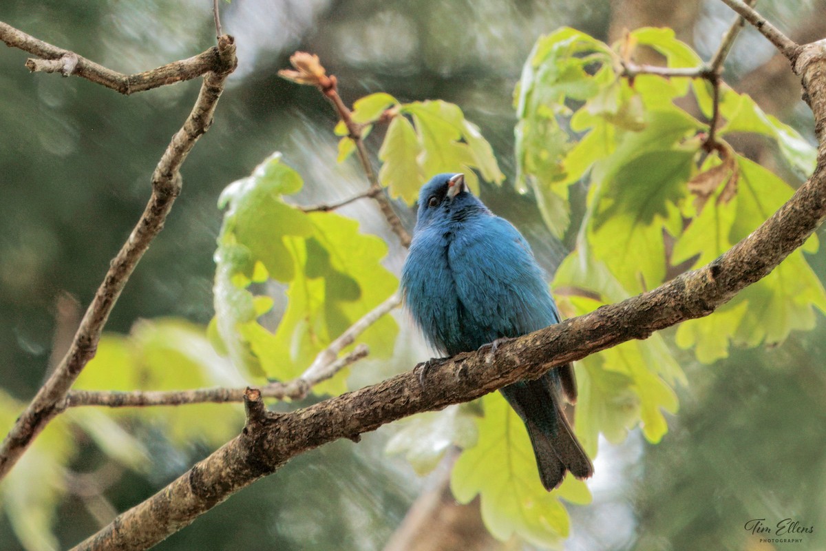 Indigo Bunting - ML636440904