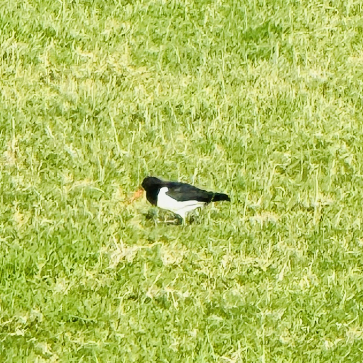 South Island Oystercatcher - ML636440953