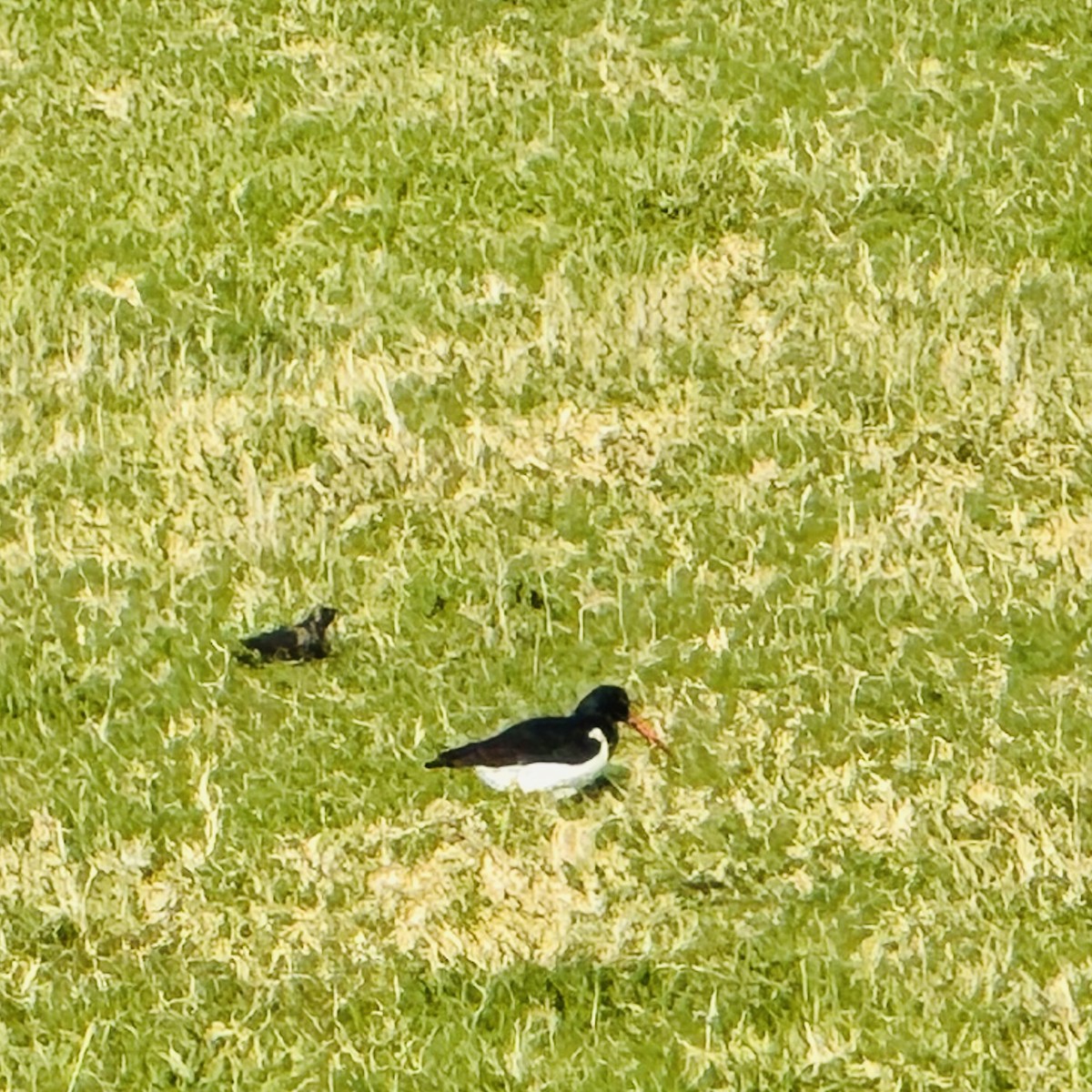 South Island Oystercatcher - ML636440954