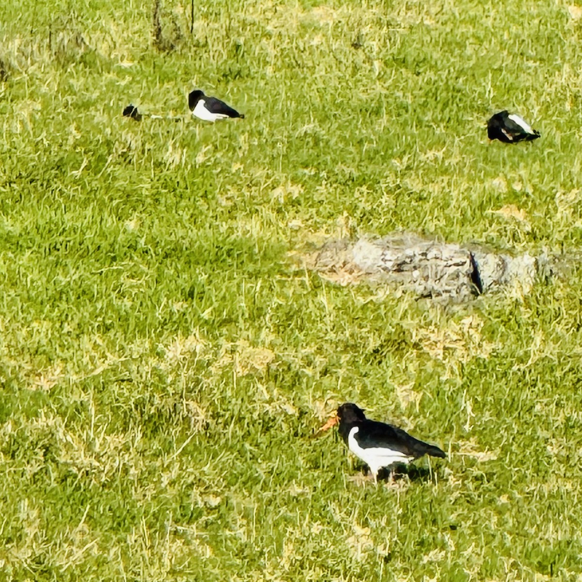 South Island Oystercatcher - ML636440955