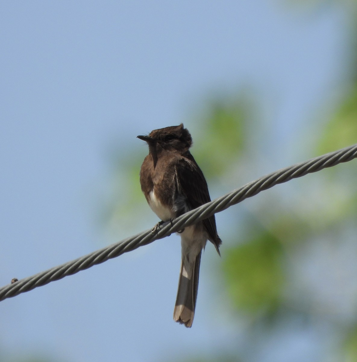 Black Phoebe - ML636441058
