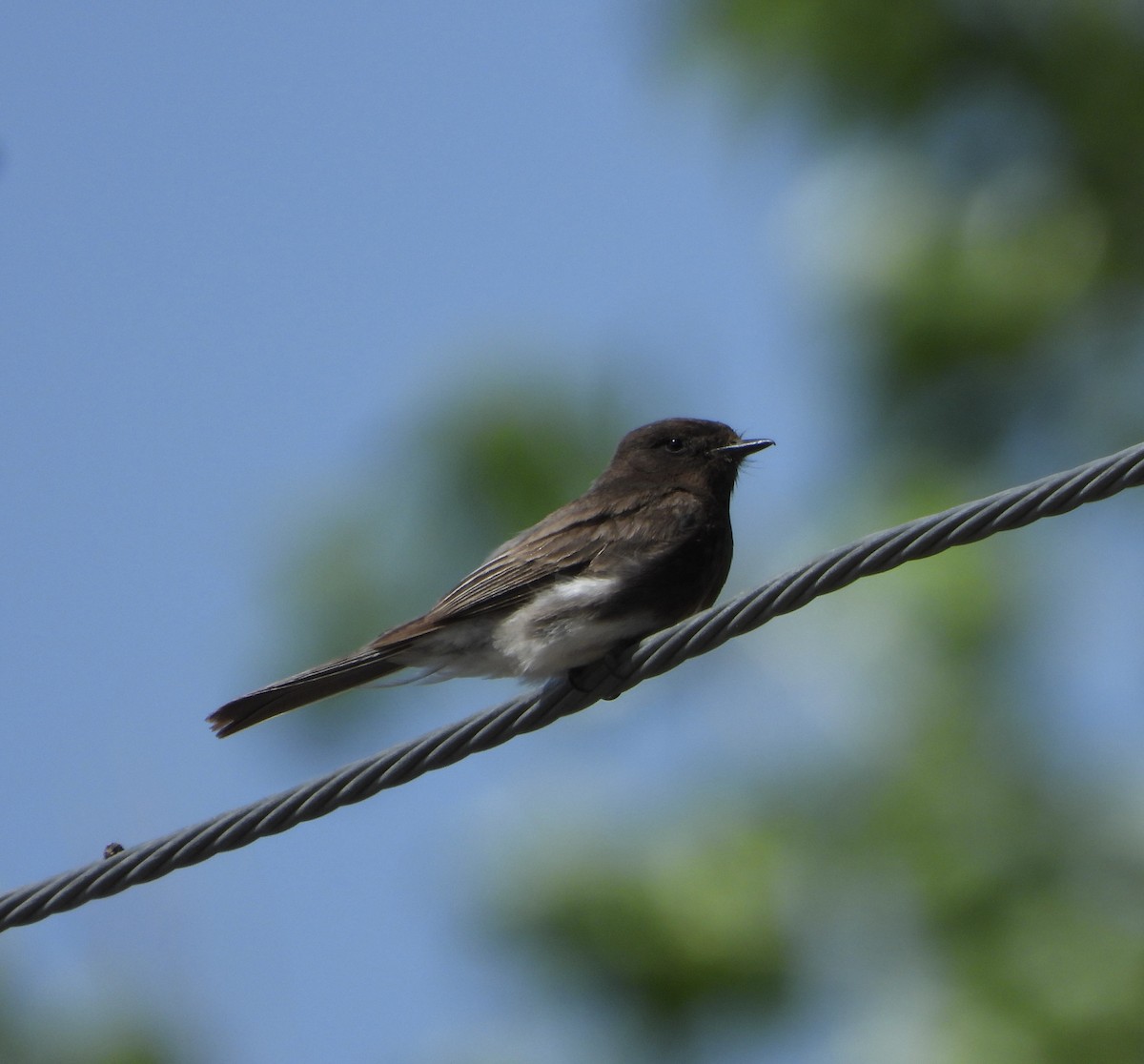 Black Phoebe - ML636441059
