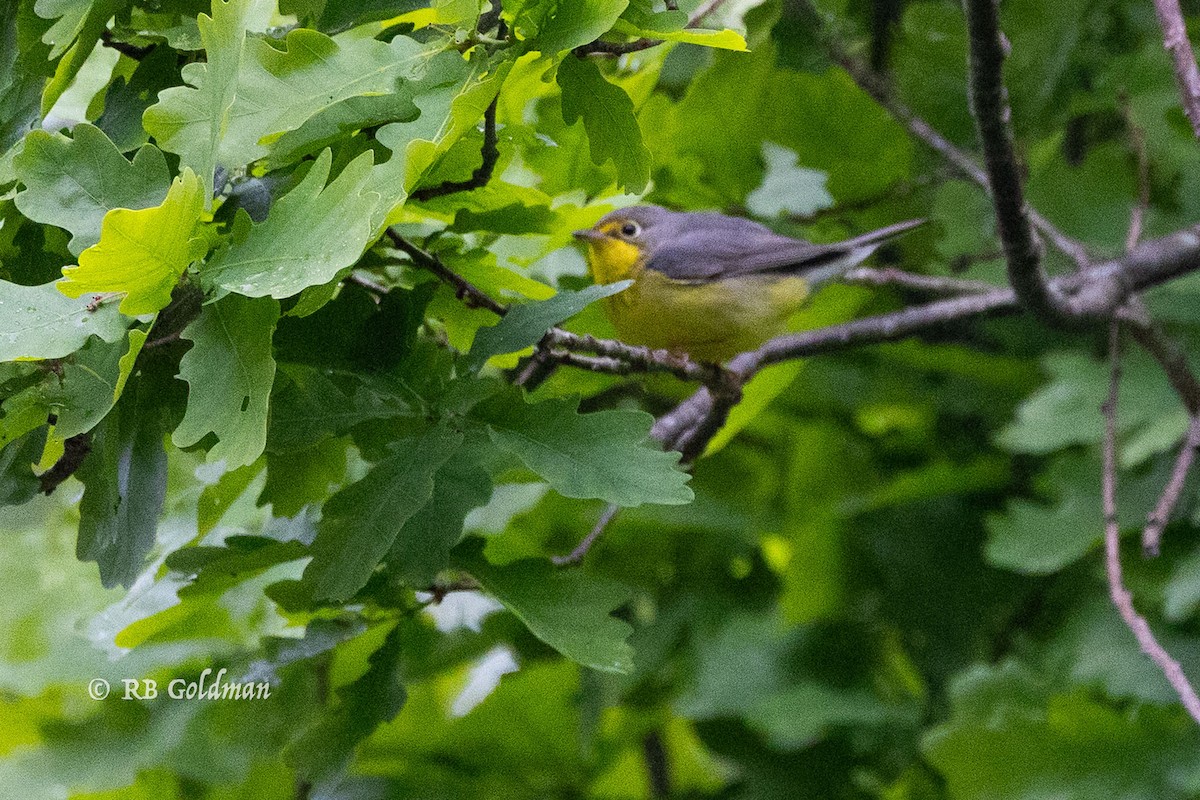 Canada Warbler - ML636441061