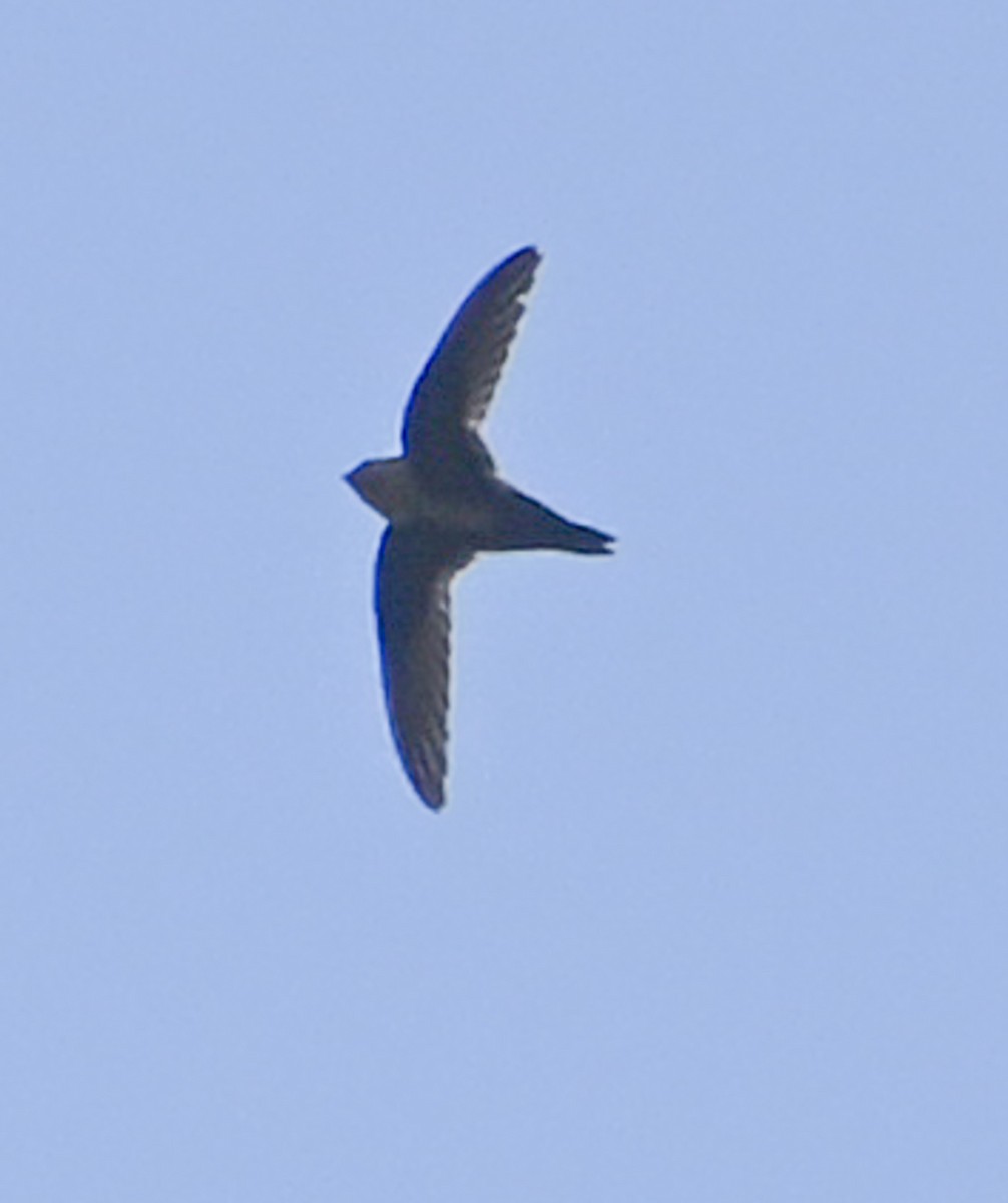 White-throated Swift - ML636441188