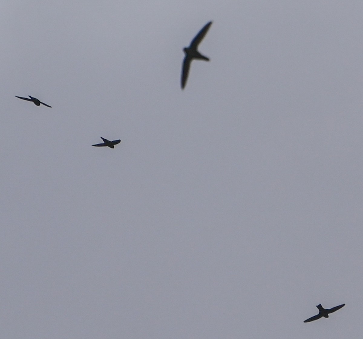 White-throated Swift - ML636441189