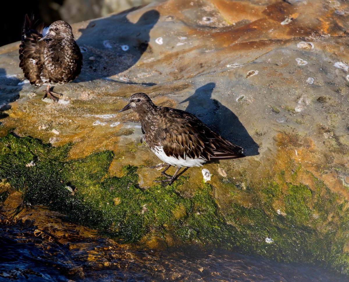 Black Turnstone - ML636441199