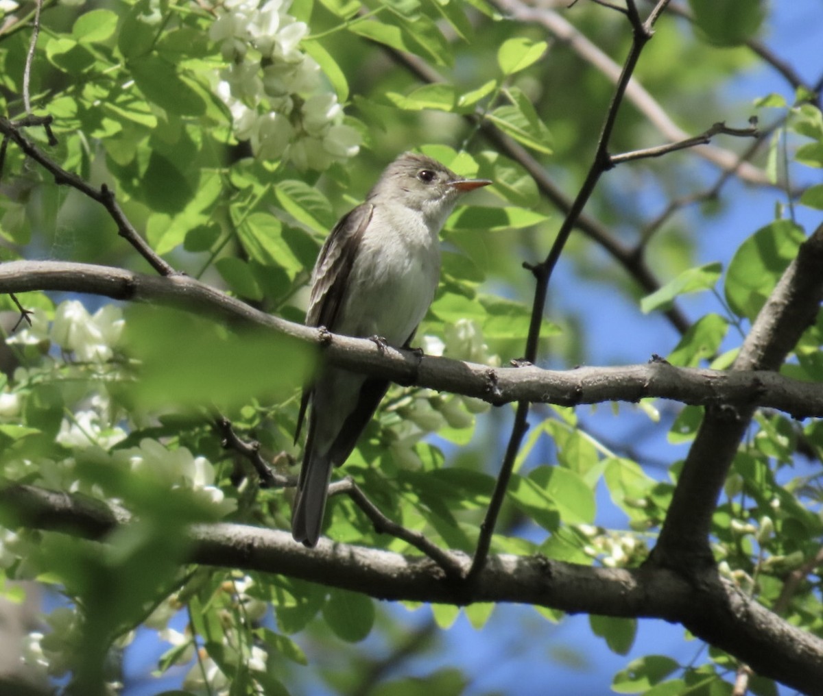 Eastern Wood-Pewee - ML636441217