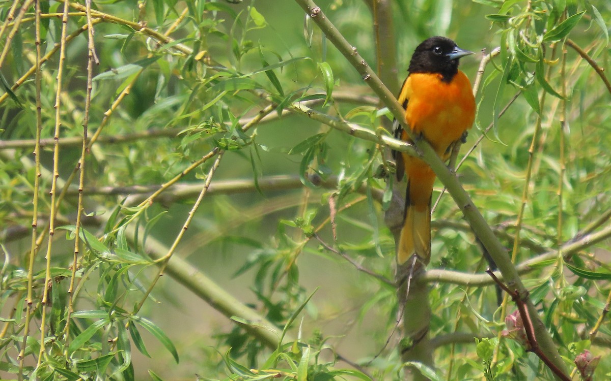 Baltimore Oriole - ML636441264